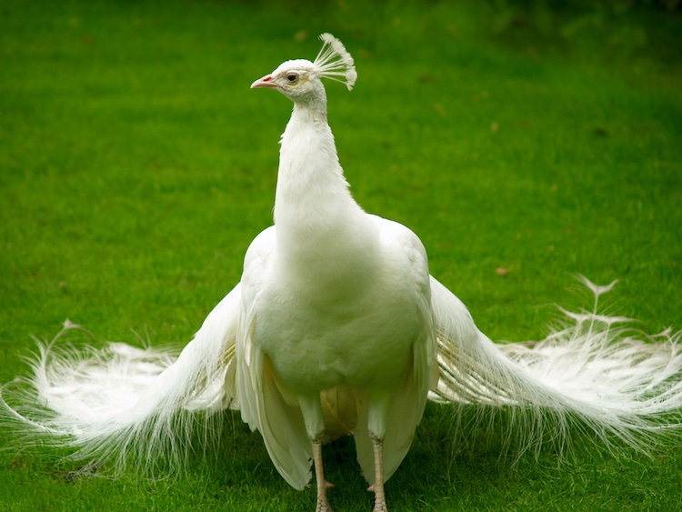 جوجه طاووس سفید
