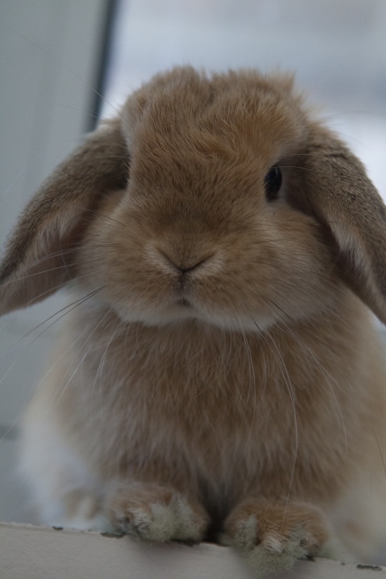 خرگوش لوپ و خوشگل بامزه