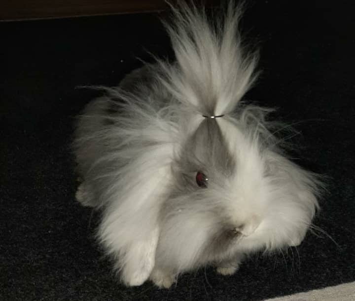خرگوش لوپ با تراکم موی بالا