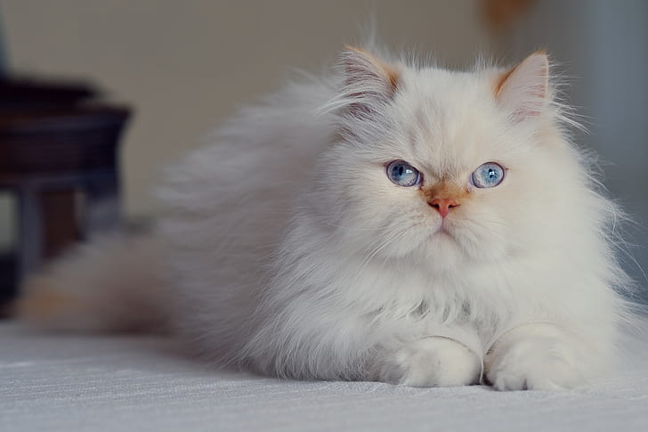 فروش تخصصی گربه سفید