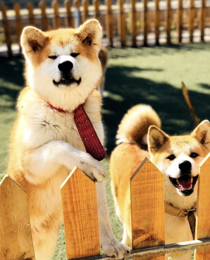 باشگاه پرورش تخصصی سگ اکیتا ژاپنی