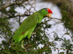  Red-crowned Parrot