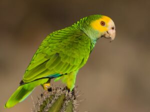  Yellow-shouldered Parrot