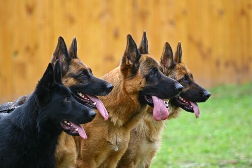 ارائه پرورش و آموزش سگ های اصیل نگهبان_فروش توله و بالغ سگ ژرمن شپرد
