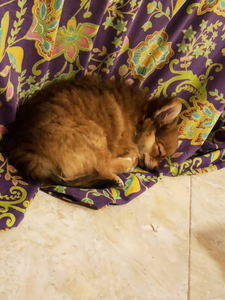 توله پامرین ٣ ماهه(شاه توله)