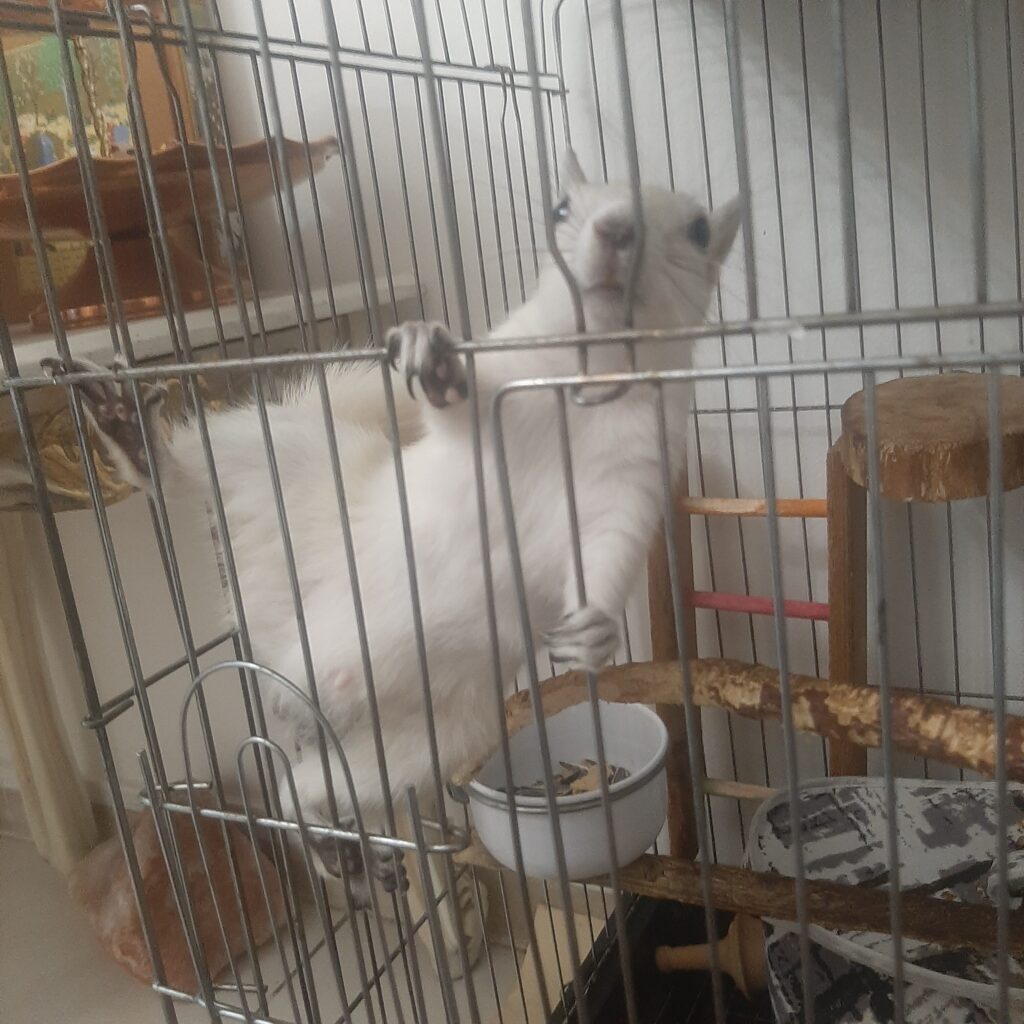 سنجاب کانادایی سفید ۲ ساله رام