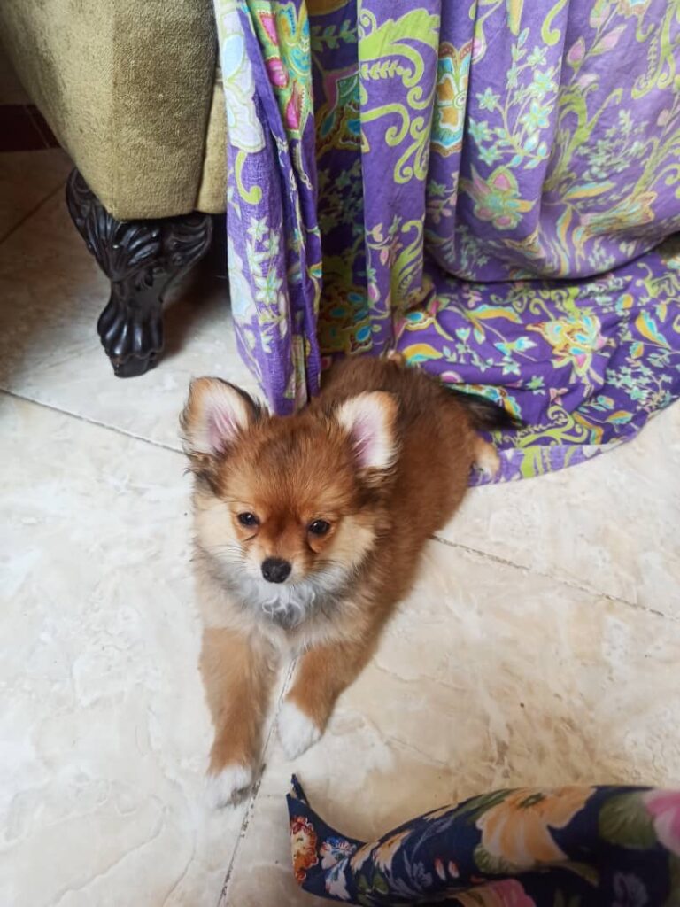 توله پامرین ٣ ماهه(شاه توله)