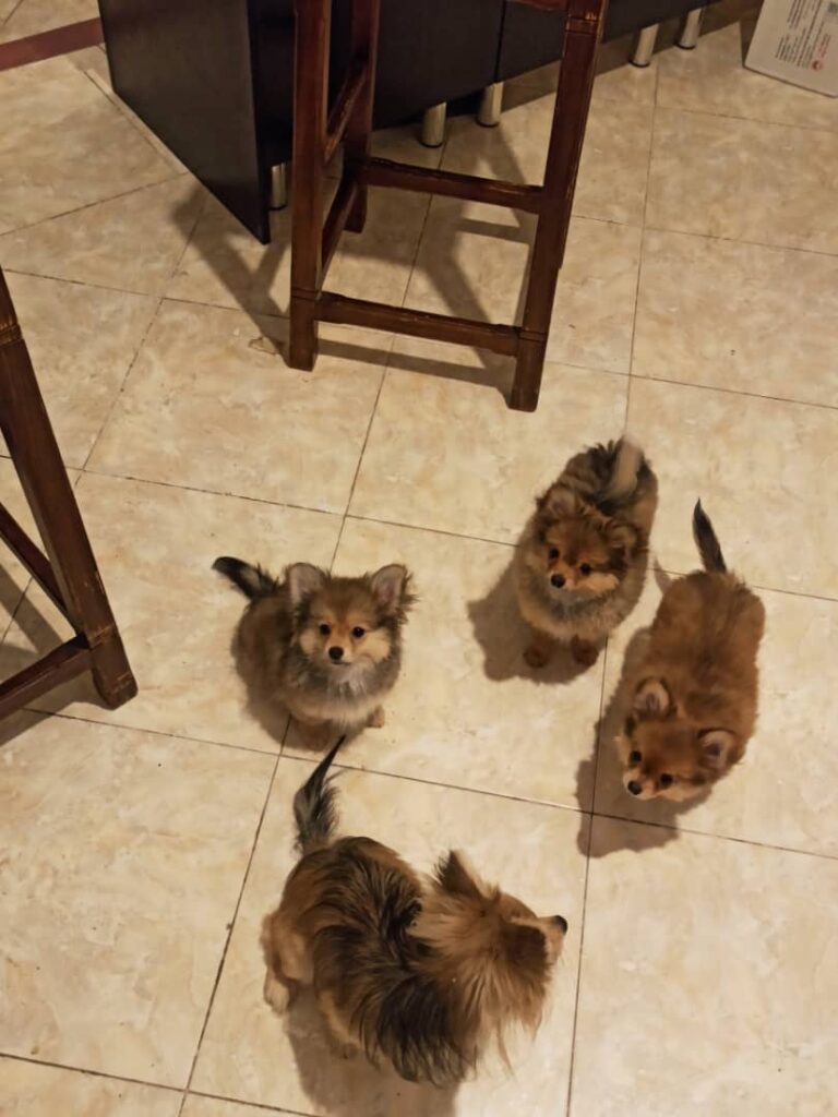 توله پامرین ٣ ماهه(شاه توله)