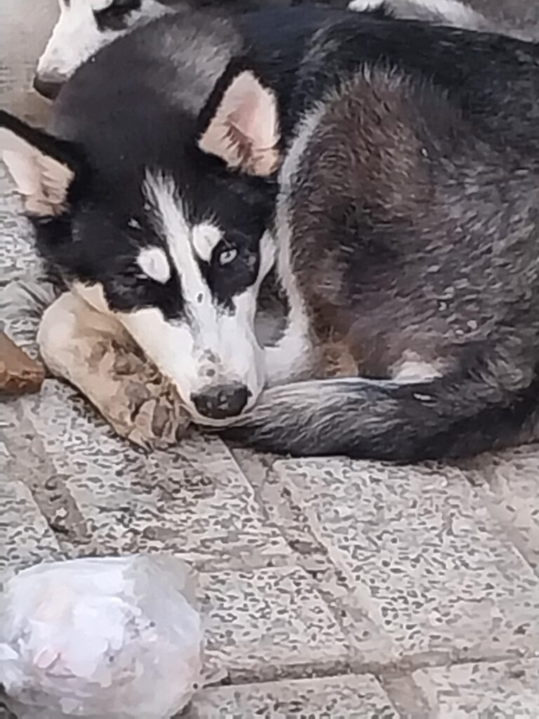 سگ چشم آبی زاویه گوش شکل گرفته باهوش