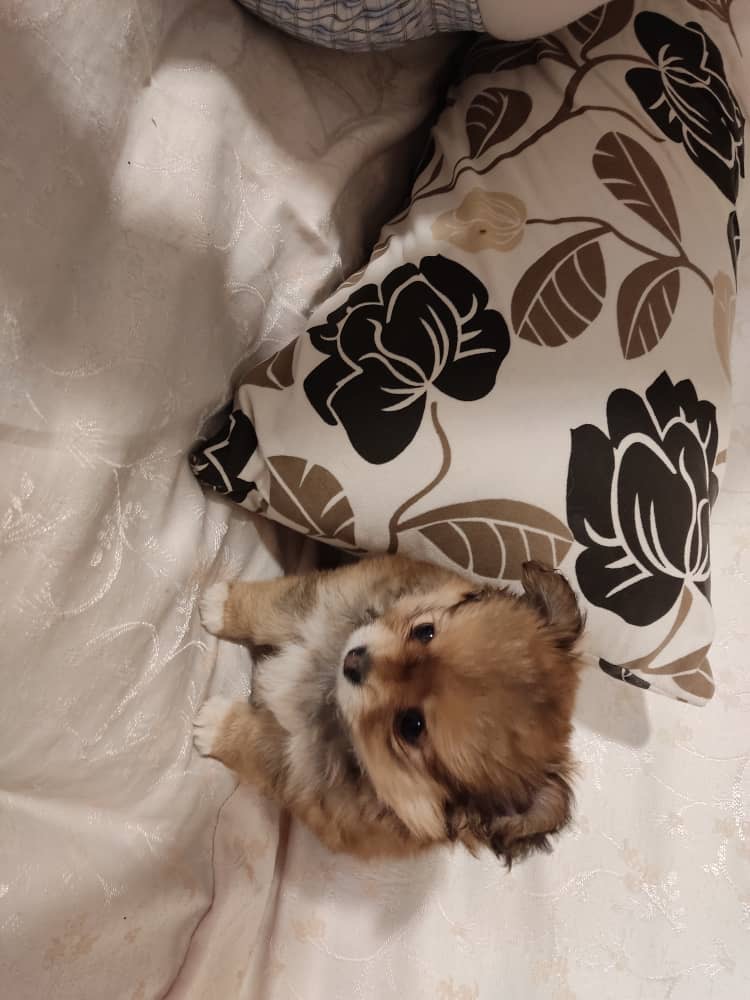 توله پامرین ٣ ماهه(شاه توله)