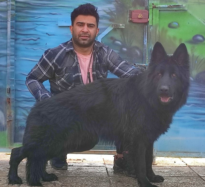 سگ نگهبان زرمنشپرد