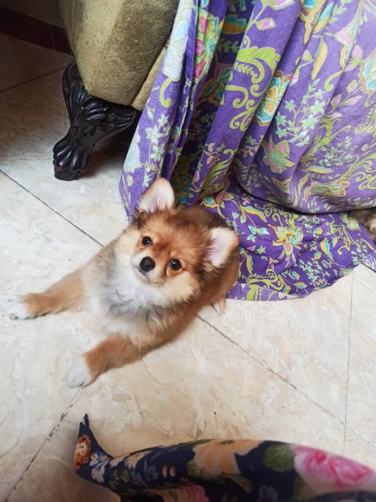 توله پامرین ٣ ماهه(شاه توله)