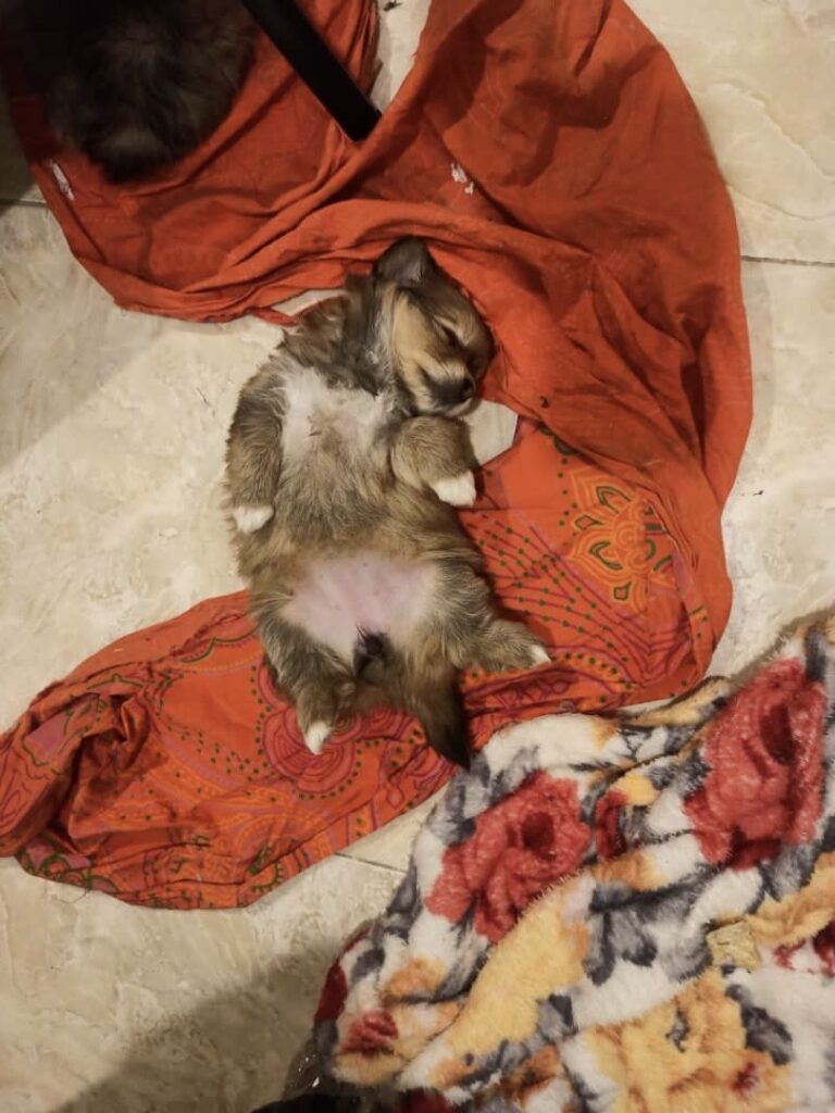 توله پامرین ٣ ماهه(شاه توله)