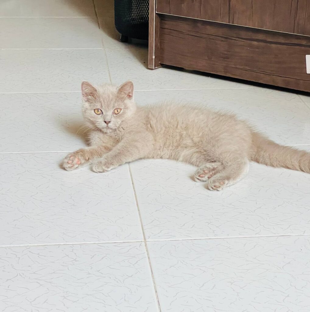 گربه اسکاتیش