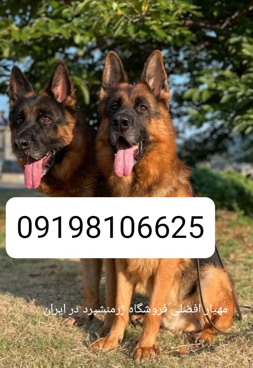 سگ نگهبان زرمنشپرد